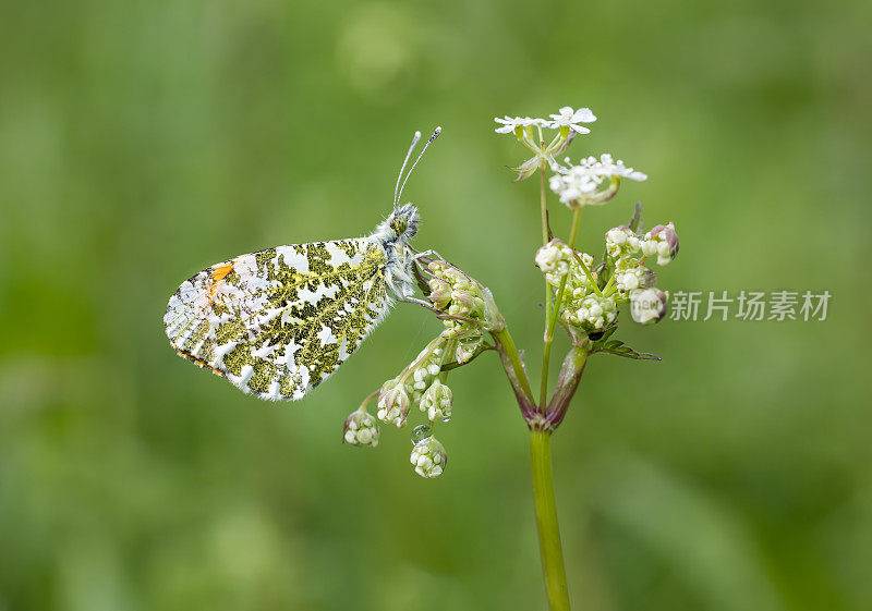 桔头蝴蝶(Anthocharis cardamines)